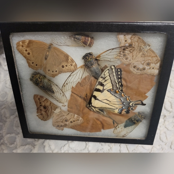 Dried Preserved Real Butterfly Moth Insects Oddity Earth Garden Natural - Picture 7 of 13